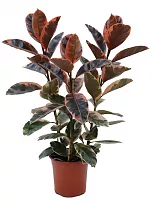 Фикус Эластика Белиз - Ficus Belize D30 H110