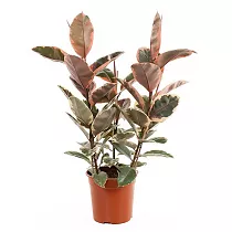 Фикус Эластика Белиз - Ficus Belize D27 H150