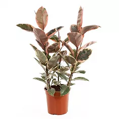 Фикус Эластика Белиз - Ficus Belize D27 H150