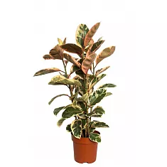 Фикус Эластика Белиз - Ficus Belize D30 H180