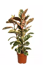 Фикус Эластика Белиз - Ficus Belize D30 H180