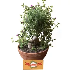 Бонсай Триходиадема - Bonsai Trichodiadema D16 H25