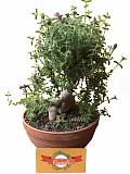 Бонсай Триходиадема - Bonsai Trichodiadema D16 H25