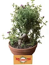 Бонсай Триходиадема - Bonsai Trichodiadema D16 H25