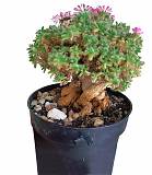 Растение Триходиадема  D13 H25