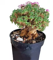 Растение Триходиадема  D13 H25