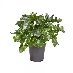 Филодендрон Атом - Philodendron Atom D17 H45