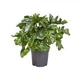 Филодендрон Атом - Philodendron Atom D17 H45