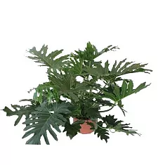 Филодендрон Двоякоперистый Селлоум - Philodendron Bipinnatifidum (selloum) D40 H140