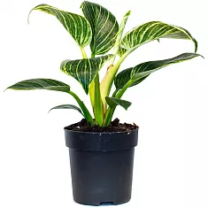 Филодендрон Биркин - Philodendron Birkin D14 H35