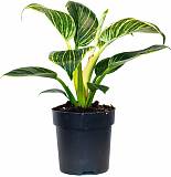 Филодендрон Биркин - Philodendron Birkin D14 H35