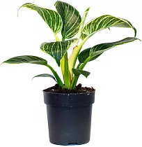 Филодендрон Биркин - Philodendron Birkin D14 H35