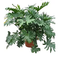 Филодендрон Двоякоперистый Селлоум - Philodendron Bipinnatifidum (selloum) D50 H160