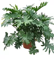 Филодендрон Двоякоперистый Селлоум - Philodendron Bipinnatifidum (selloum) D50 H160