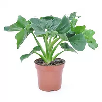 Филодендрон Атом - Philodendron Atom D12 H25