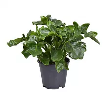 Филодендрон Атом - Philodendron Atom D14 H25
