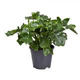 Филодендрон Атом - Philodendron Atom D14 H25