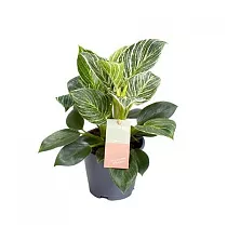 Филодендрон Биркин - Philodendron Birkin New Wave Feel Green D14 H35