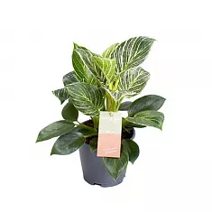 Филодендрон Биркин - Philodendron Birkin New Wave Feel Green D14 H35