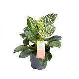 Филодендрон Биркин - Philodendron Birkin New Wave Feel Green D14 H35