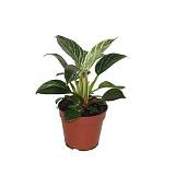 Филодендрон Биркин - Philodendron Birkin D12 H25