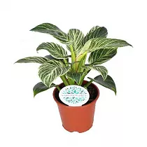 Филодендрон Биркин - Philodendron Birkin D14 H40