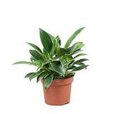 Филодендрон Биркин - Philodendron Birkin - Clump D12 H20