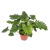 Филодендрон Двоякоперистый Селлоум - Philodendron Bipinnatifidum (selloum) D30 H80