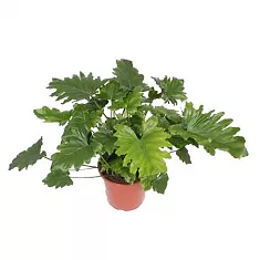 Филодендрон Двоякоперистый Селлоум - Philodendron Bipinnatifidum (selloum) D30 H80