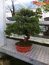 Бонсай Можжевельник - Bonsai Juniperus chinensis D28 H60