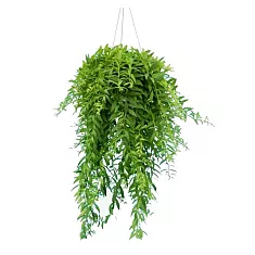 Эсхинантус Джэфролепис- Aeschynanthus Japhrolepis D17 H45