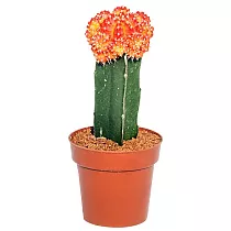 Гимнокалициум Михановича двухцветный - Gymnocalycium D9 H15