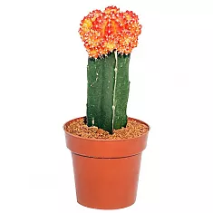 Гимнокалициум Михановича двухцветный - Gymnocalycium D9 H15