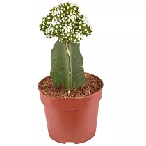 Гимнокалициум Михановича зеленый - Gymnocalycium D9 H15