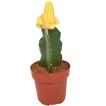 Гимнокалициум Михановича желтый - Gymnocalycium D9 H15