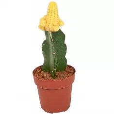 Гимнокалициум Михановича желтый - Gymnocalycium D9 H15