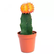 Гимнокалициум Михановича оранжевый - Gymnocalycium D9 H15