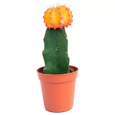 Гимнокалициум Михановича оранжевый - Gymnocalycium D9 H15