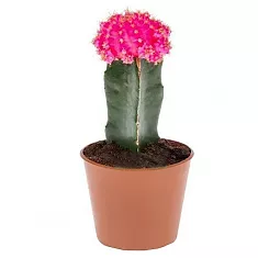 Гимнокалициум Михановича пурпурный - Gymnocalycium D9 H15