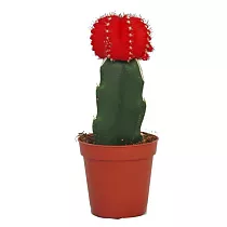Гимнокалициум Михановича красный - Gymnocalycium D9 H15