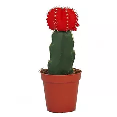Гимнокалициум Михановича красный - Gymnocalycium D9 H15