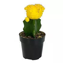 Гимнокалициум Михановича желтый - Gymnocalycium D9 H15