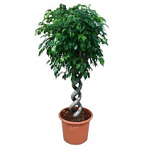 Фикус Бенджамина Экзотика двойная спираль - Ficus benjamina Exotica D32 H150