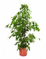 Фикус Бенджамина Экзотика - Ficus benjamina Exotica D19 H110