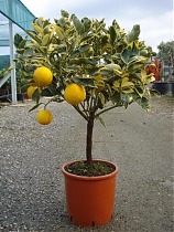 Вариегатный апельсин - Sinensis variegato D20 H80