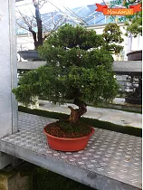 Бонсай Можжевельник - Bonsai Juniperus chinensis D28 H60