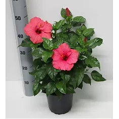 Гибискус розовый - Hibiscus rosa-sin Sunny Veneti D17 H50