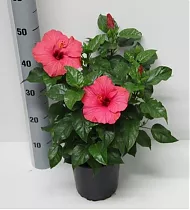 Гибискус розовый - Hibiscus rosa-sin Sunny Veneti D17 H50