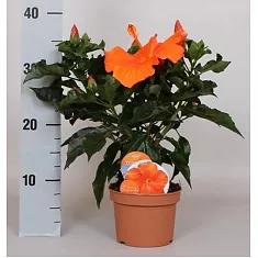 Гибискус оранжевый - Hibiscus rosa-sin Sunny Torino D12 H40