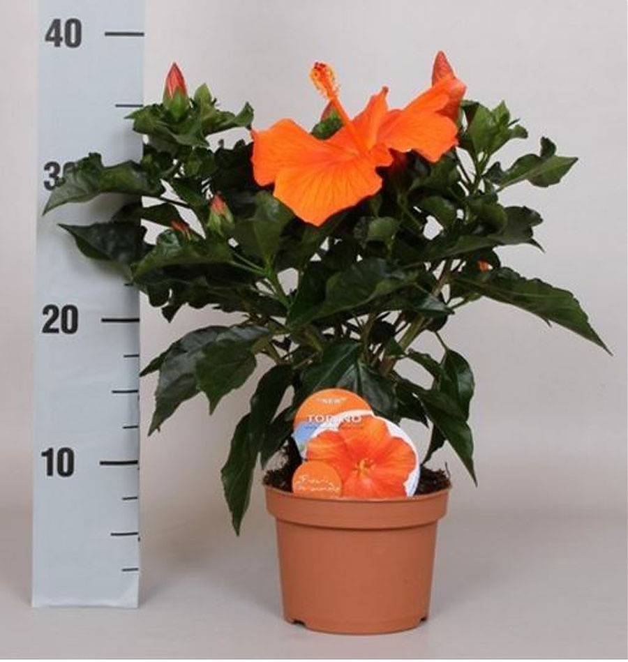Гибискус оранжевый - Hibiscus rosa-sin Sunny Torino D12 H40